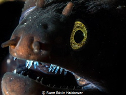 Moray eel - Charming smile by Rune Edvin Haldorsen 